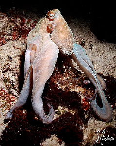 Out for a stretch, this image of a Caribbean Reef Octopus... by Steven Anderson 